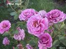 Blue Angel rose photo