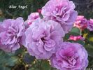 Blue Angel rose photo