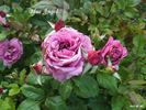 Blue Angel rose photo