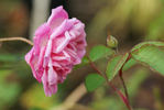 Birdie Blye rose photo