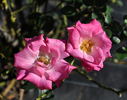 La Vie en Rose rose photo