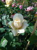 Troilus rose photo
