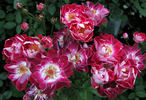 Greetings ™ rose photo