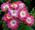 Greetings ™ rose photo