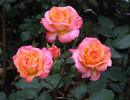 Dionisia ® rose photo