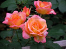 Dionisia ® rose photo