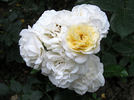 Husky rose photo