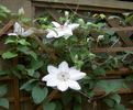 Henryii clematis photo