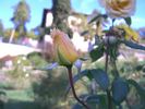 Annabella ® rose photo