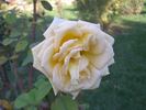 Annabella ® rose photo