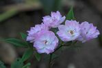 Perle Nacrée rose photo