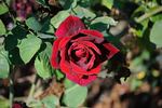 Carmen rose photo