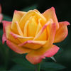 Y2K ™ rose photo