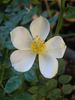 2BY2XNESSPPD rose photo