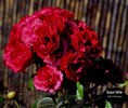 Super Elfin rose photo
