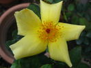 Amanogawa rose photo