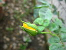 Amanogawa rose photo
