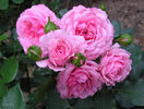 Royal Bonica rose photo