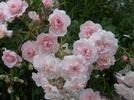 Rosy Dreams rose photo