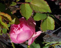 Capitaine Soupa rose photo