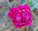 Gloire d'un Enfant d'Hiram rose photo
