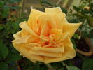 Madame Azélie Imbert rose photo