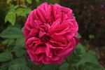 Maurice Lepelletier rose photo
