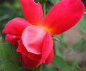 Cuba rose photo