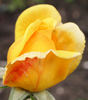 Golden Van Rossem rose photo