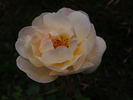 Elegante Edith rose photo