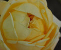 Cilly Michel rose photo