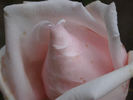 Christoph Weigand rose photo