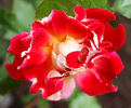 Sparkling Ruffles rose photo