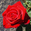 Sacred Heart rose photo