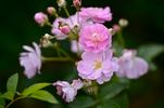 Mignonette rose photo