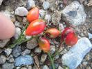 R. micrantha rose photo