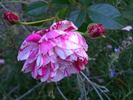 Rinascimento ® rose photo
