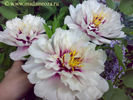 Cora Louise peony photo