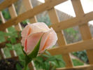 Angela Merici rose photo