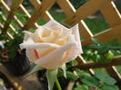 Angela Merici rose photo