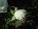 Bride's White rose photo