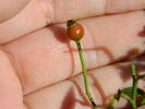 Tom Thumb rose photo