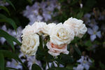 Everest Double Fragrance rose photo