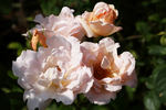 Everest Double Fragrance rose photo