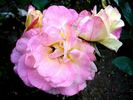 Millénium rose photo