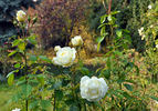 Countess of Wessex rose photo