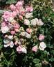 Chip's Apple Blossom rose photo