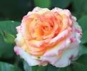 Ambiance rose photo
