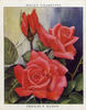 Charles P. Kilham rose photo
