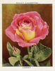 Cherry rose photo